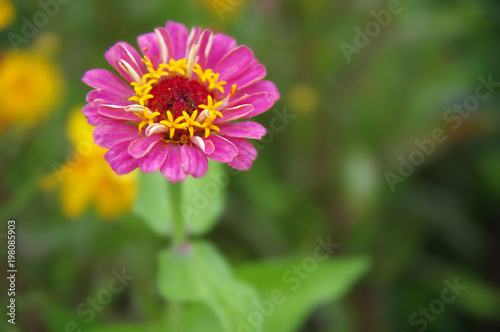 A beautiful blossomed pink Zinnia flower in a home garden