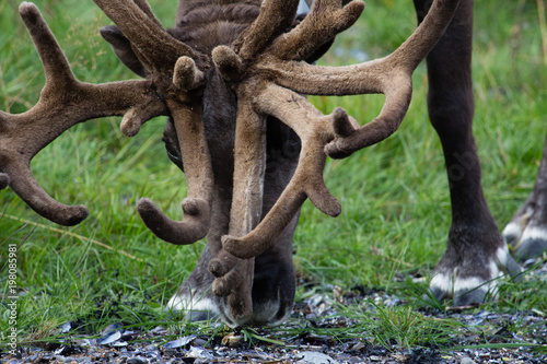 Detail of a reindeers head
