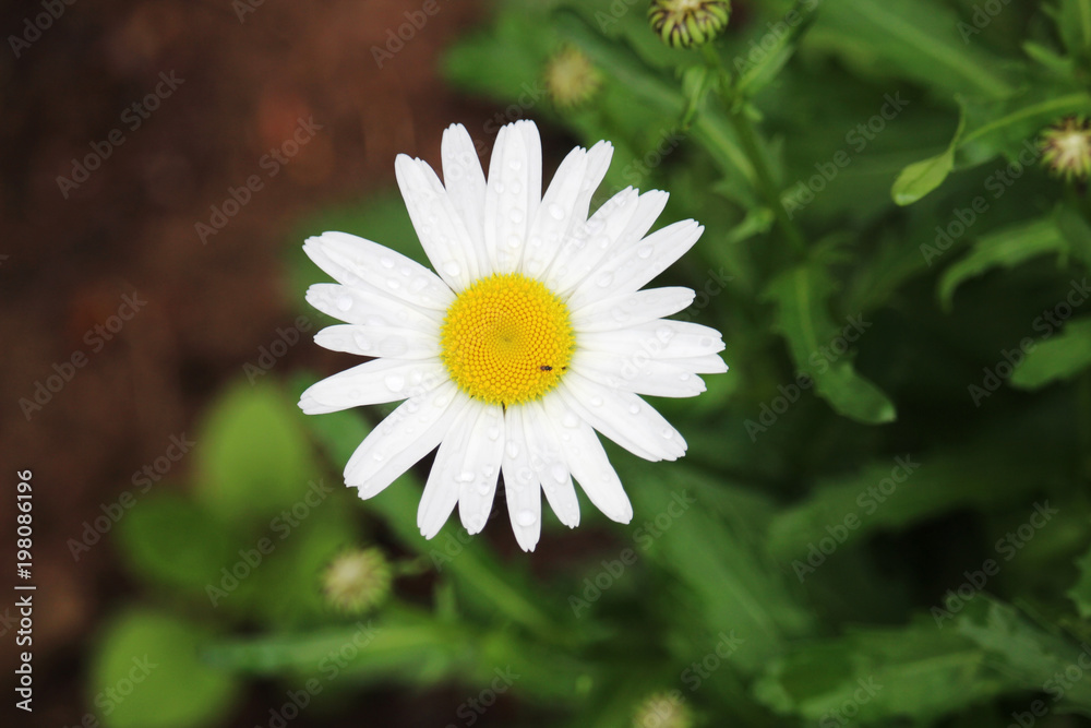 Fototapeta premium A daisy in a summer field