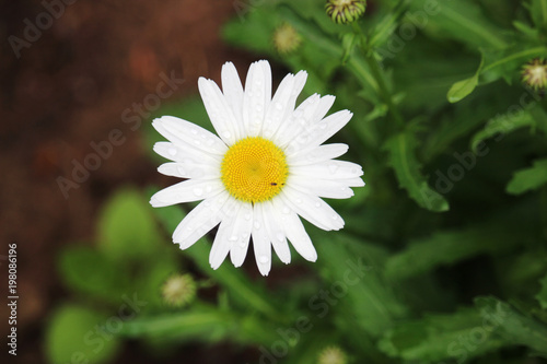 A daisy in a summer field