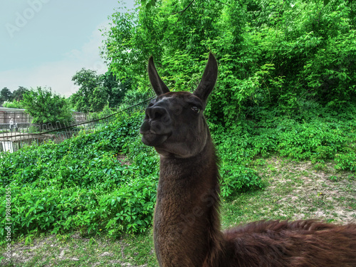 A bright portrait of a llama - guanaco close-up. Cute head of a dark brown cuddly Lama glama stares into the frame on a background of juicy spring-summer greens photo