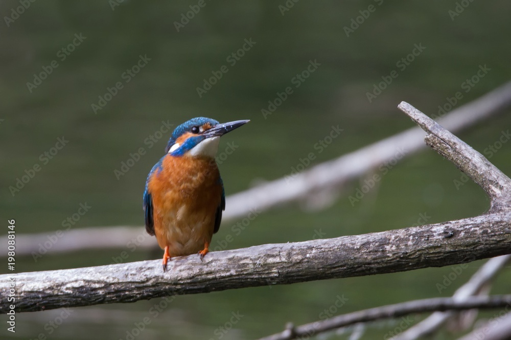 Fototapeta premium Eisvogel 2