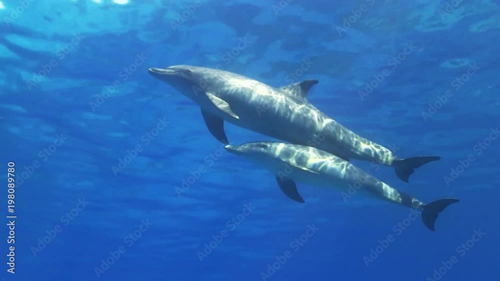 Delfin Mutter schwimmt mit Kalb an der Oberfläche und kommt hoch zum Luftholen, Delfin Mutter schwimmt mit Kalb an der Oberfläche und kommt hoch zum Luftholen,