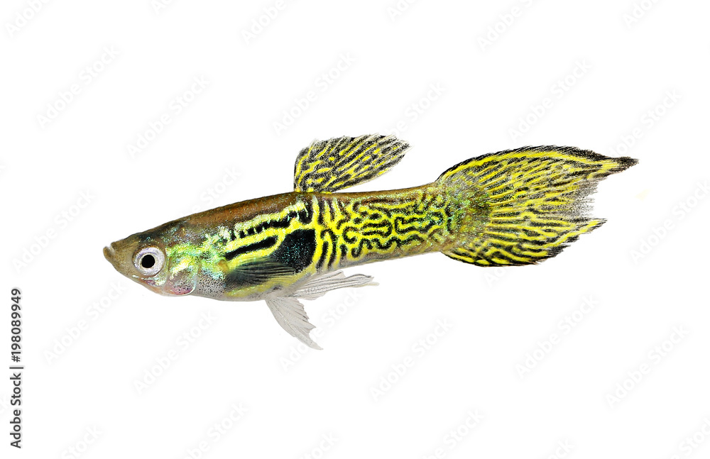 Endler Guppy Poecilia Reticulata Colorful Rainbow Tropical Aquarium