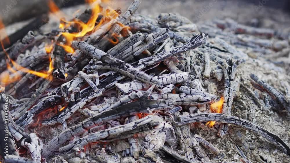 small campfire in a summer pine forest small campfire in a summer pine forest