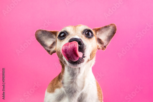 Canvas Print Licking cute dog on pink background