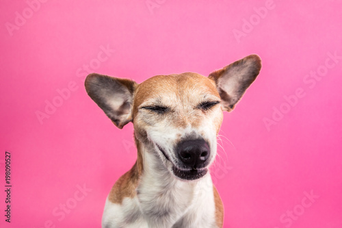 Cool sly suspicious contented dog face with eyes closed. Smiling pet face