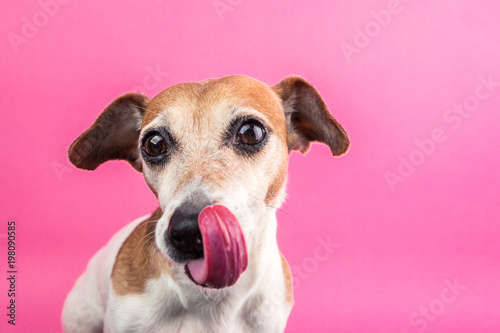 Dog face waiting for delicious lunch food. Bright pink background. Pet with long tongue © Iryna&Maya