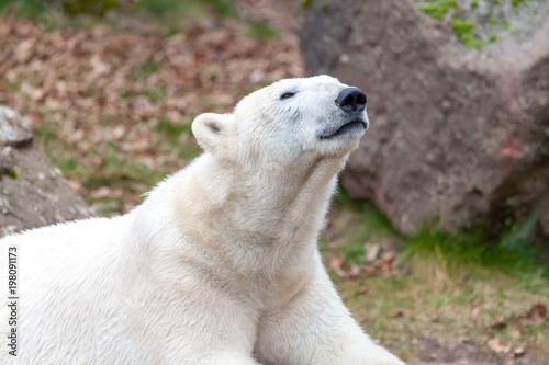 a head portrait of an ice bear