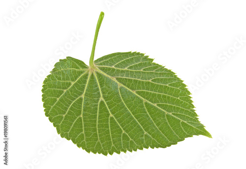 Linden leaf isolated on a white background