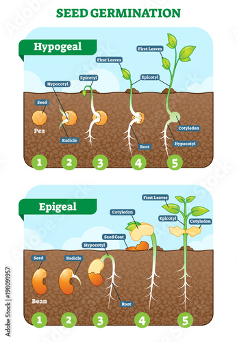 Seed germination cross section vector illustration in stages. Hypogeal and epigeal types.