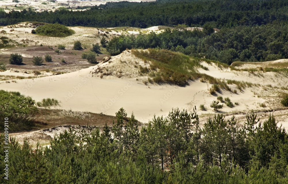 Dunes at Curonian Spit. Kaliningrad Oblast. Russia