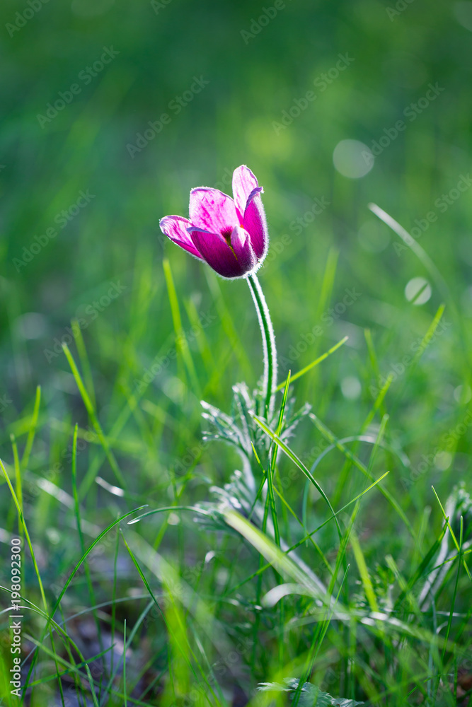 Purple anemone in the grass in sinlight Purple anemone in the grass in sinlight