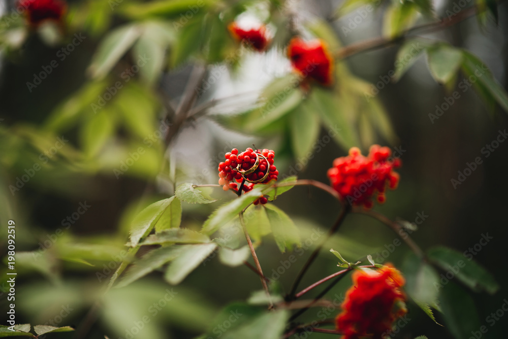 red clusters of a mountain ash (rowanberry) on a branch in summer, red bunches of a mountain, bunch of ripe mountain-ash berries, rowan on a rowan tree red clusters of a mountain ash (rowanberry) on a branch in summer, red bunches of a mountain, bunch of ripe mountain-ash berries, rowan on a rowan tree