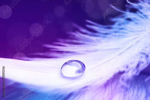 Lilac background with bird feather. White light airy soft feather with transparent drop of water. Water drop on white feather with bokeh.