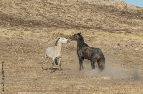 Fototapeta Naklejka Na Ścianę i Meble -  Wild Horse Stallions Fighting