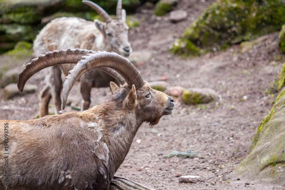 an brown ibex in a stone park