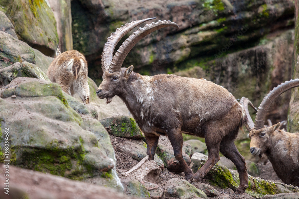 an brown ibex in a stone park