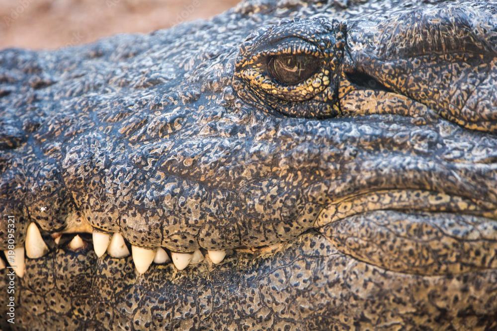 Fototapeta premium detailed portrait of the eyes and mouth of a crocodile (Crocodylidae)