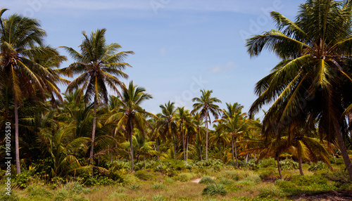 The tropical forest  palm trees on the beach background of palm trees.