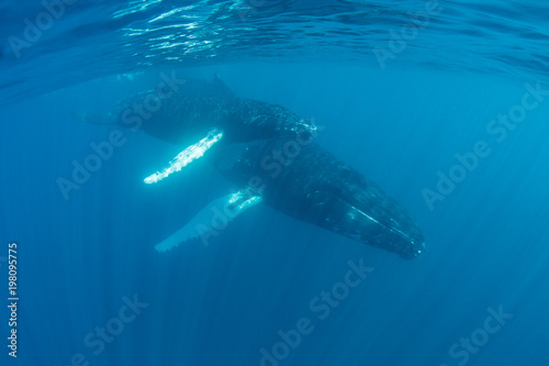 Humpback Mother and Calf in Blue Water