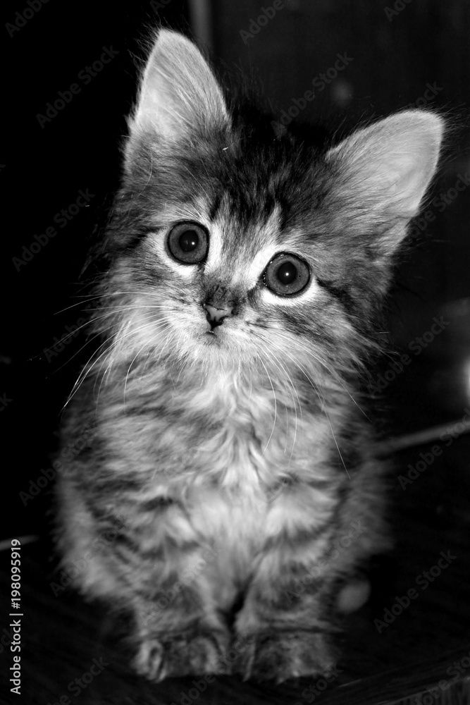 Black and white portrait of small cute siberian kitten looking at the camera