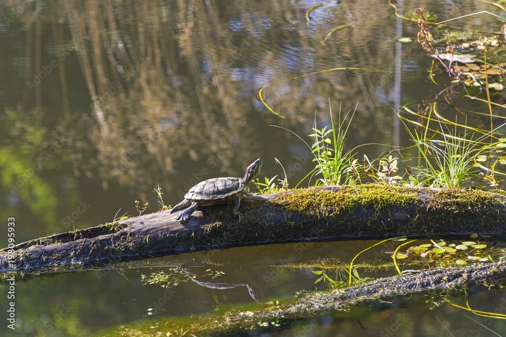 The turtle is basking in the sun The turtle is basking in the sun