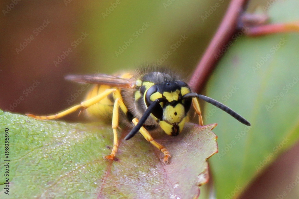 European common wasp (Vespula vulgaris) sits on a leaf European common wasp (Vespula vulgaris) sits on a leaf