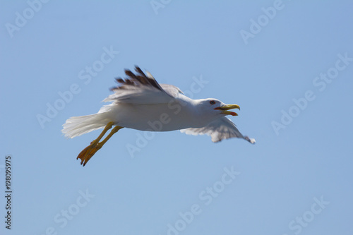 Seagull in flight