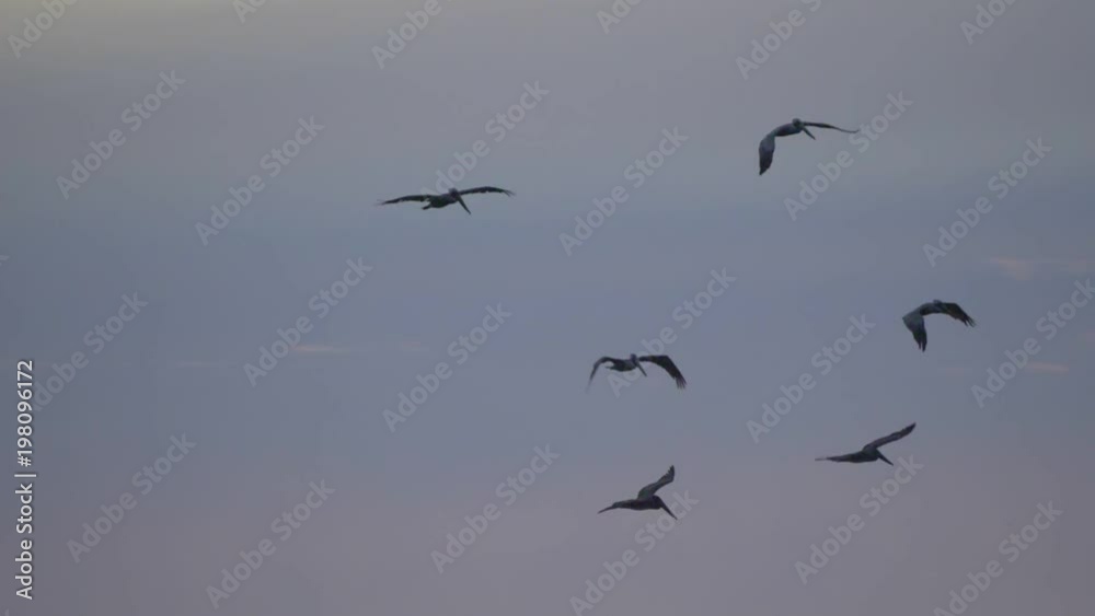 Brown Pelicans Above Ocean At Sunset, Costa Rica (180fps Slow Motion) Brown Pelicans Above Ocean At Sunset, Costa Rica (180fps Slow Motion)