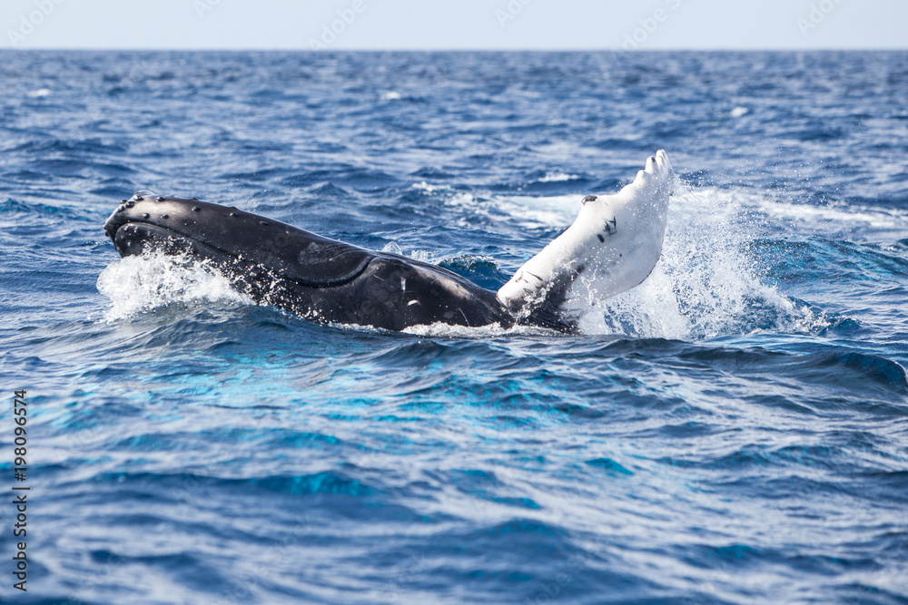 Naklejka premium Cielę humbak gra na powierzchni Morza Karaibskiego