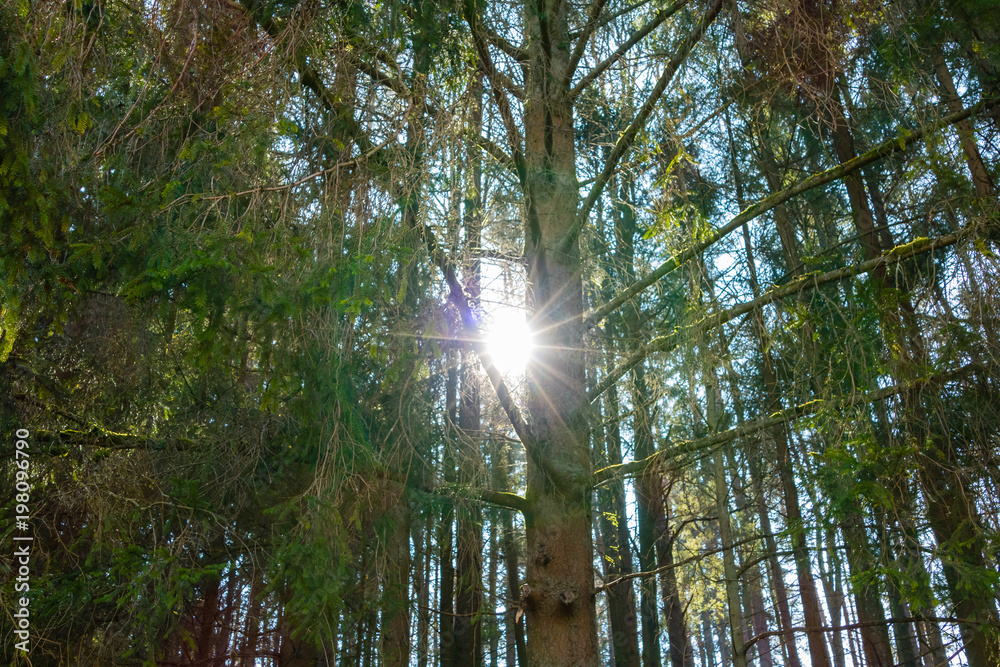 Obraz premium Sonnenschein im Wald