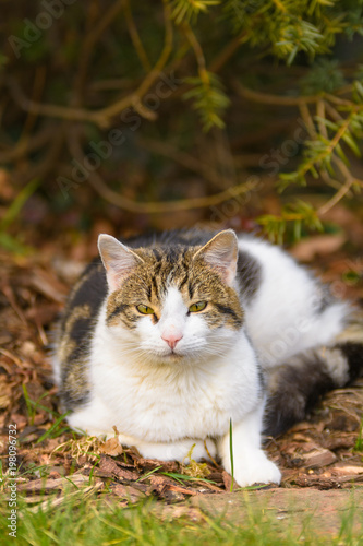 Eine Katze liegt entspannt im Garten unter Bäumen