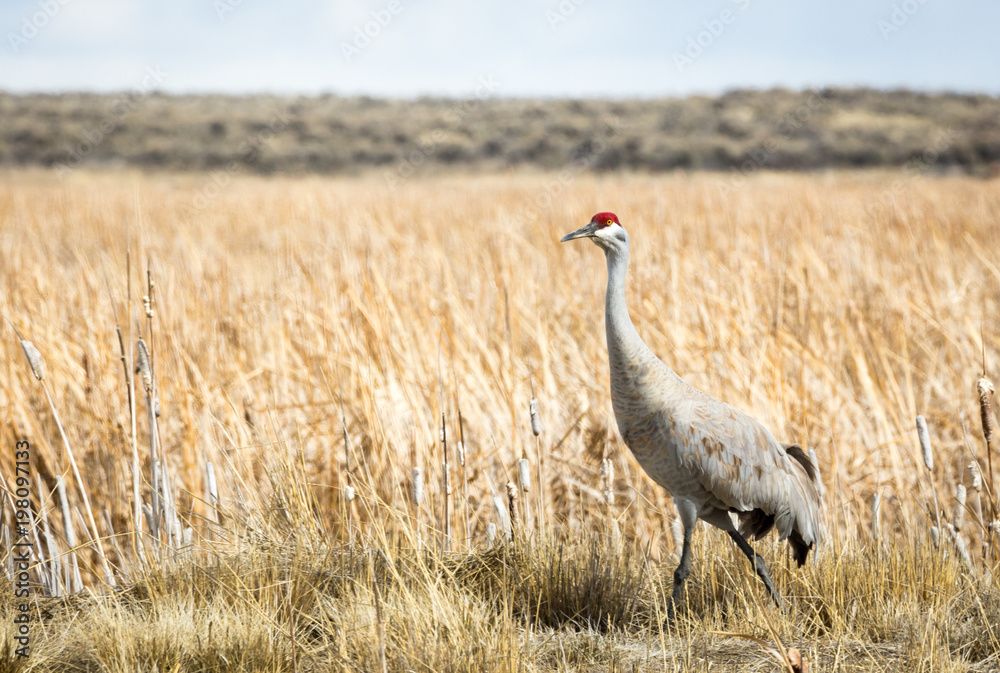 Fototapeta premium Sandhill Crane