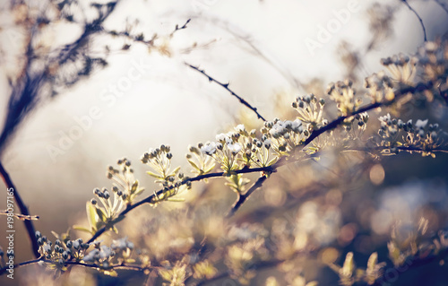 Blossoming bush of Spiraea