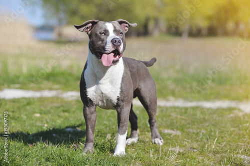 Blue staffordshire terrier for a walk