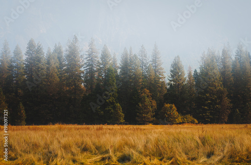 Yosemite meadow