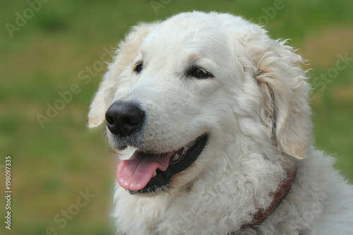 Portrait eines ungarischen Hirtenhundes