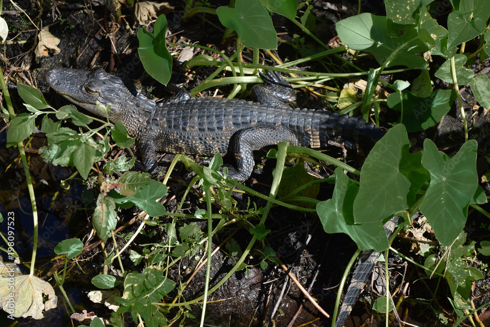 Alligator in a Swamp Alligator in a Swamp