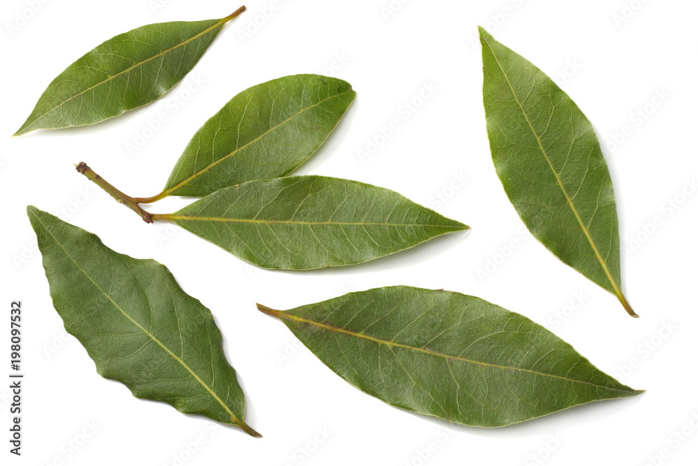 Laurel leaves isolated on a white background top view Laurel leaves isolated on a white background top view