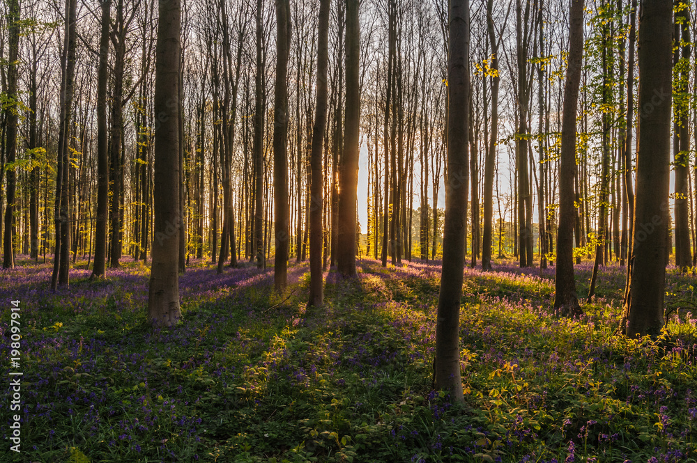 Obraz premium Sunrise illuminating bluebells
