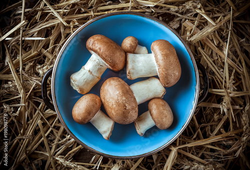 Champignon brown mushrooms arrangement overhead in blue plate and straw background in studio