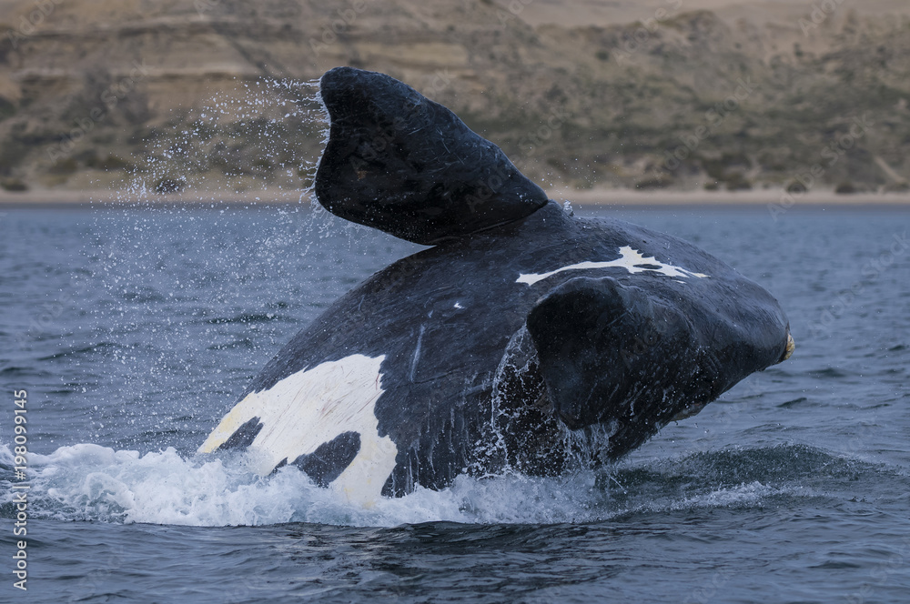 Obraz premium Whale Jump, Patagonia