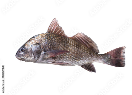 Fish black drum (Pogonias cromis). Isolated on white background