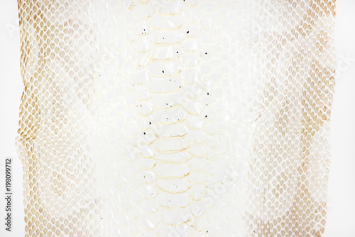 jacket cast-off skin of snake Royal Python on a white background.