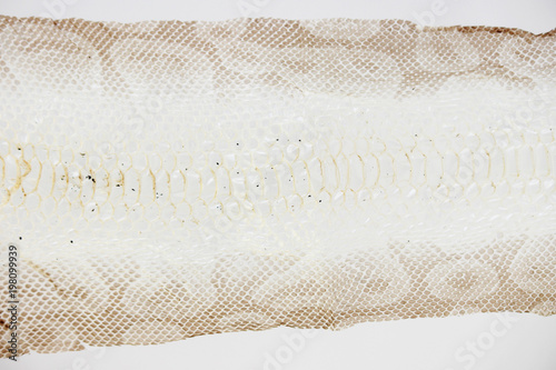 jacket cast-off skin of snake Royal Python on a white background.