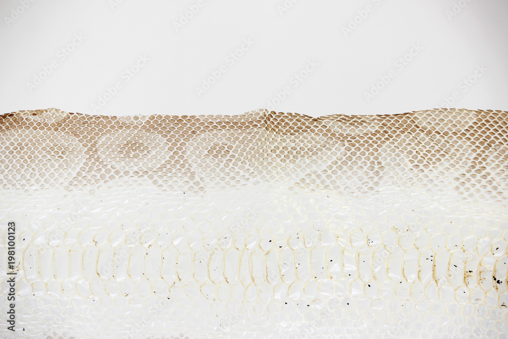 Εκτύπωση καμβά jacket cast-off skin of snake Royal Python on a white background.