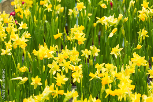 Fototapeta Naklejka Na Ścianę i Meble -  flowering daffodils
