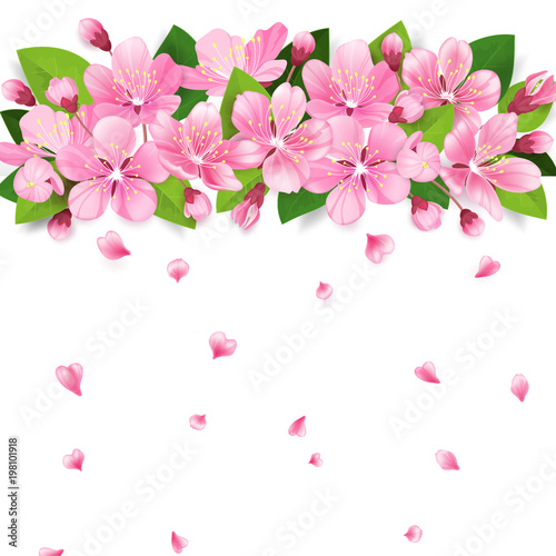 Realistic sakura japan cherry or apple tree branch with blooming flowers. Pink flowers border with falling petals on white background. Vector illustration.