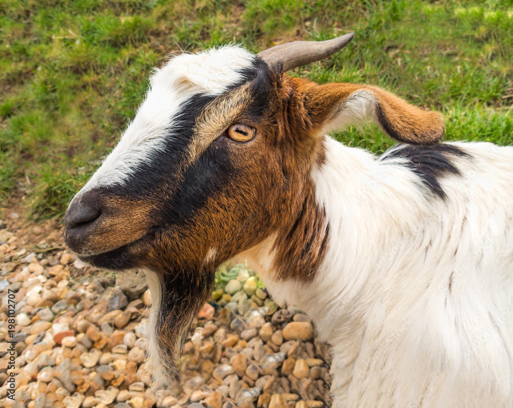 portrait of the head of a goats with horns and a beard. His head is in profile portrait of the head of a goats with horns and a beard. His head is in profile